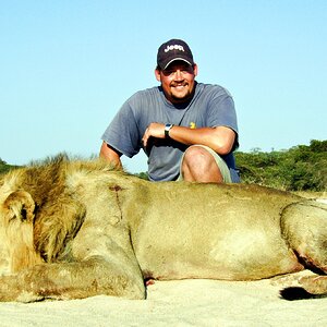 South Africa Hunting Lion