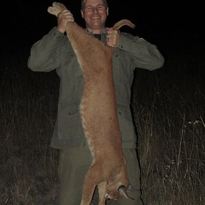 Caracal Hunting South Africa