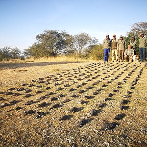 Hunting Doves & Pigeons in South Africa