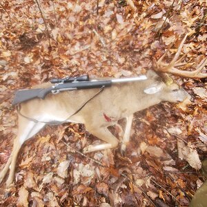 Hunt White-tailed Deer in USA