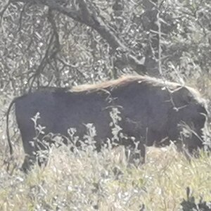 Warthog South Africa