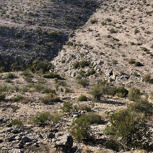 Texas USA Hunt Aoudad