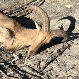 Aoudad Hunting Texas USA