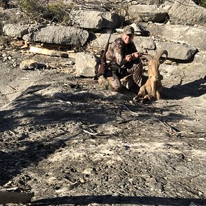 Hunt Aoudad in Texas USA