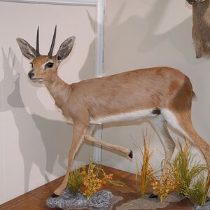 Steenbok Full Mount Taxidermy