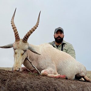 South Africa Hunt White Blesbok