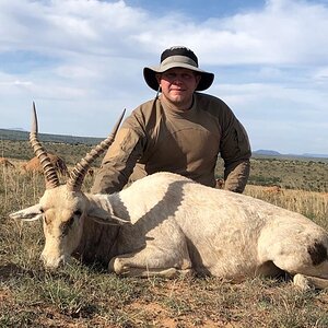 White Blesbok Hunt South Africa