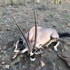 Namibia Hunting Gemsbok