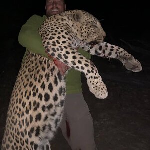 Leopard Hunt Namibia