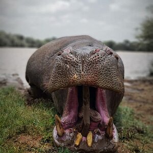 South Africa Hunting Hippo