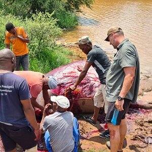 Hunt Hippo in South Africa