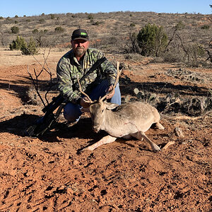 Hunt Fallow Deer in Texas USA