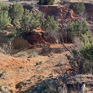 Hunting Texas USA