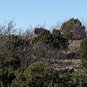 Bison Texas USA