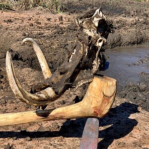 Warthog Skull