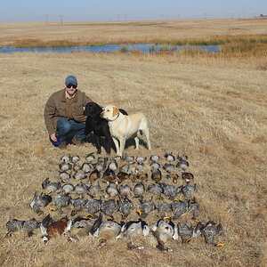 Wild Ducks and Geese in Zululand South Africa