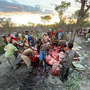 Elephant Hunting Namibia