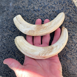 Warthog Tusks Namibia