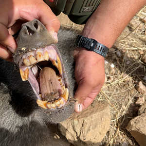 Baboon Hunt Namibia