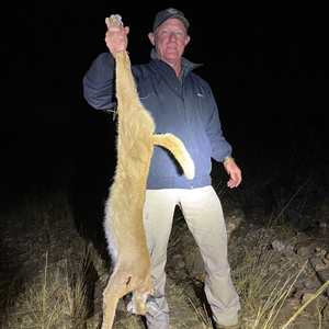 Namibia Hunting Caracal