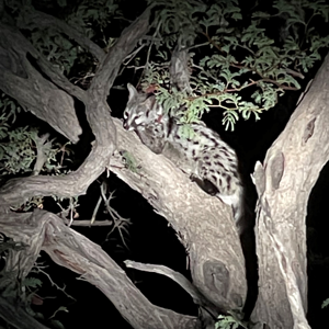 Genet Cat Namibia