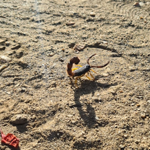 Scorpion Namibia