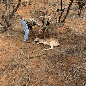 Tanquilizing Fallow Deer