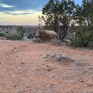 Eurasian Boar Texas USA