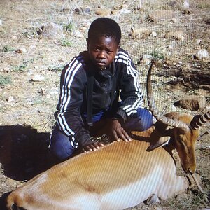 Impala Hunting Namibia