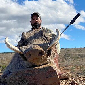 South Africa Hunting Warthog