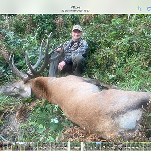 Romania Hunting Red Stag