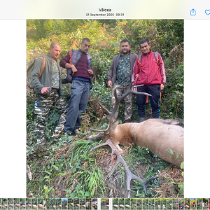 Red Stag Hunt Romania