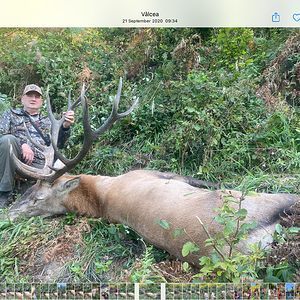 Hunting Red Stag in Romania