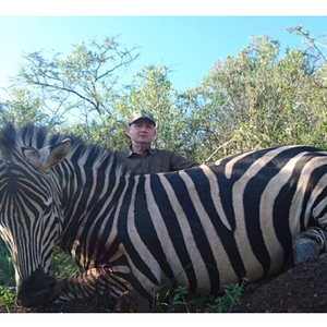 South Africa Hunt Burchell's Plain Zebra