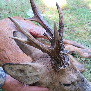 Hunt Roe Deer in England