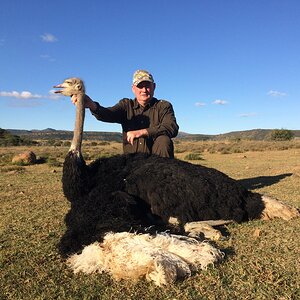 Hunt Ostrich in South Africa