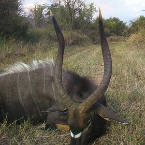 South Africa Hunting Nyala