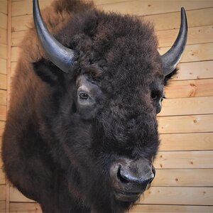 Bison Shoulder Mount Taxidermy