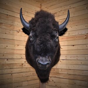 Bison Shoulder Mount Taxidermy