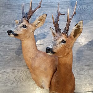 Roe Deer Wall Pedestal Taxidermy