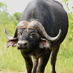 Wildlife Buffalo In Africa