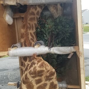 Giraffe Pedestal Mount Taxidermy