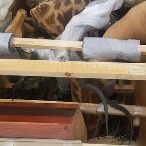 Giraffe Pedestal Mount Taxidermy