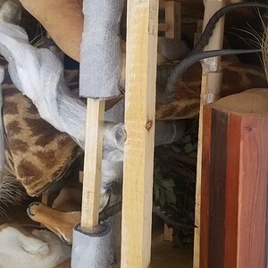 Giraffe Pedestal Mount Taxidermy