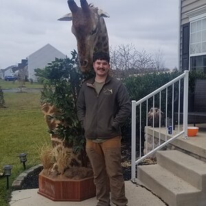 Giraffe Pedestal Mount Taxidermy