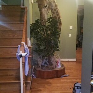 Giraffe Pedestal Mount Taxidermy