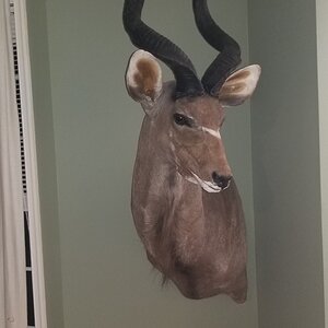 Kudu Wall Mount Taxidermy