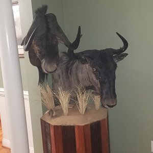 Black And Blue Wildebeest Pedestal Taxidermy