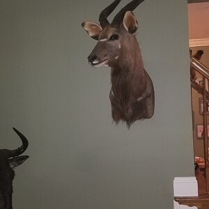 Nyala Shoulder Mount Taxidermy