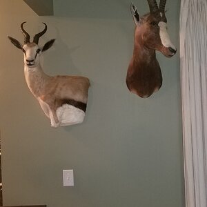 Springbok Wall Mound & Blessbok Shoulder Mount Taxidermy